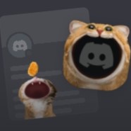 Discord Набор "Голодный котик"